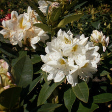 Load image into Gallery viewer, Rhododendron | Belle Heller
