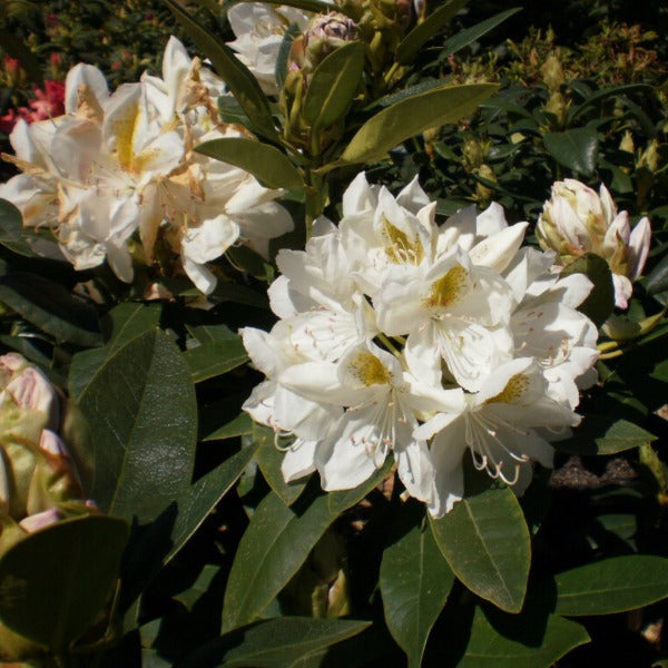 Rhododendron | Belle Heller