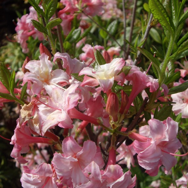 Mollis Azalea 'Corneille', deciduous shrub with mid green foliage and clusters of salmon-pink flowers that fade to light pink with a yellow throat.