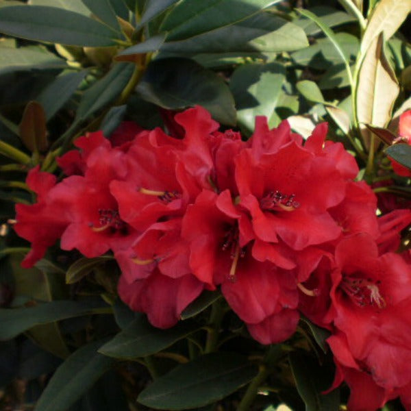 Rhododendron 'Blitz', evergreen shrub with forest-green foliage and trusses of trumpet-shaped, deep-red flowers with wavy edges.
