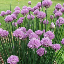 Load image into Gallery viewer, Chives 'Medium Common' | Vintage Heirloom Seeds