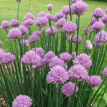 Load image into Gallery viewer, Ladies Luxury Gardening Hamper