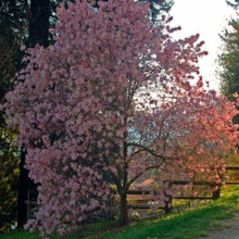 Load image into Gallery viewer, Magnolia | Leonard Messel