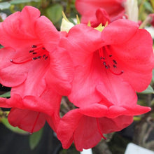 Load image into Gallery viewer, Rhododendron | Elizabeth
