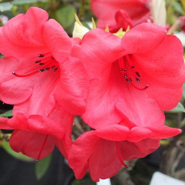 Rhododendron