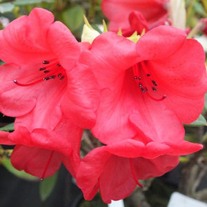 Rhododendron | Elizabeth