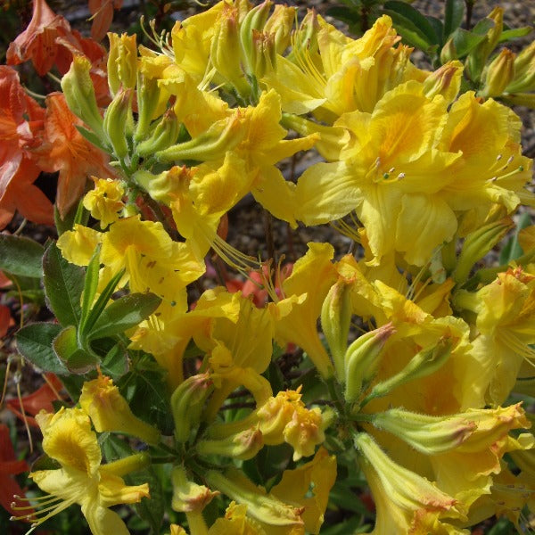 Mollis Azalea 'Gold Dust', deciduous shrub with bright green foliage and clusters of trumpet-shaped, deep-yellow flowers.