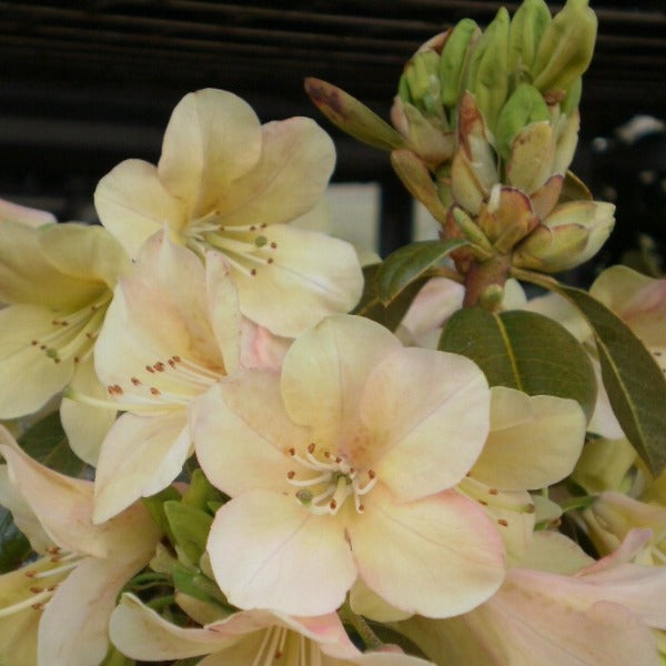 Rhododendron 'Alison Johnstone', evergreen shrub with bluish-green foliage and trusses of funnel-shaped, cream coloured flowers, blushed pink.