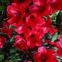 Load image into Gallery viewer, Rhododendron 'Ruby Hart', evergreen shrub with glossy dark-green foliage and waxy trusses of deep-red, bell-shaped flowers.