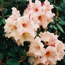 Load image into Gallery viewer, Rhododendron 'Virginia Richards', evergreen shrub with glossy, deep-green foliage and ball-shaped trusses of creamy-pink flowers with a crimson blotch.