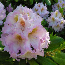 Load image into Gallery viewer, Rhododendron 'Janet Blair', evergreen shrub with bright-green foliage and trusses of frilly, light-pink blooms with a bronze-green throat.