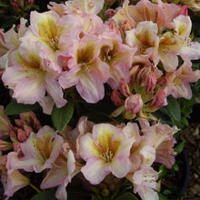 Load image into Gallery viewer, Rhododendron 'Maria's Choice' (Pink), evergreen shrub with bright-green foliage and clusters of funnel-shaped, bright-pink blooms with golden markings.
