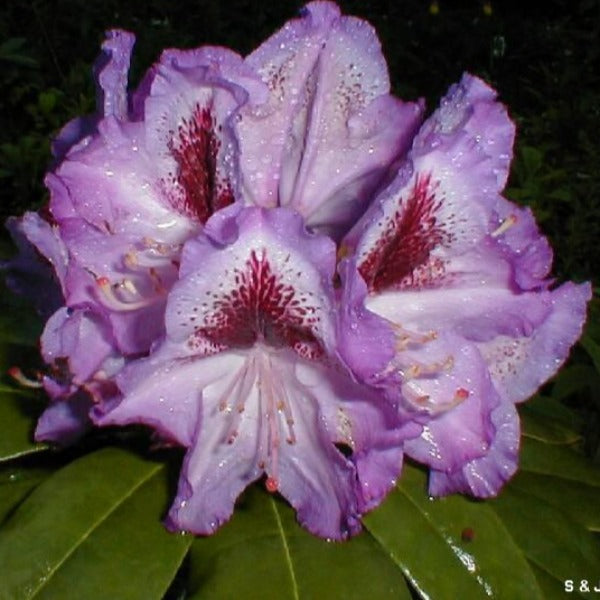 Rhododendron | Blue Crown
