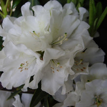 Load image into Gallery viewer, Rhododendron | Helene Schiffner