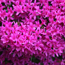 Load image into Gallery viewer, Azalea 'Hatsu Giri', evergreen shrub with bright purple flowers.