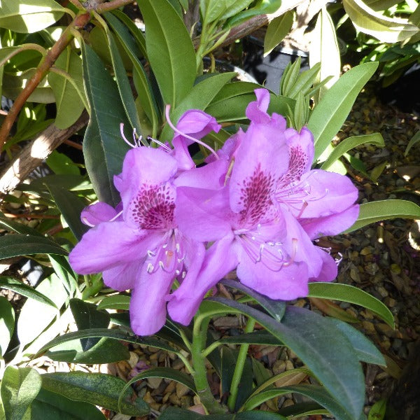 Rhododendron 'Anah Kruschke', evergreen shrub  with dark-green foliage and trusses of conical, purple-fuchsia blooms.