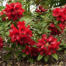 Load image into Gallery viewer, Rhododendron | Blitz