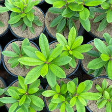 Load image into Gallery viewer, Rhododendron Admiral Piet Heim small plants showing green foliage
