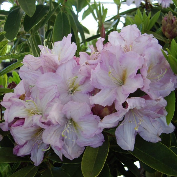 Rhododendron 'Admiral Piet Hein', evergreen shrub with dark-green foliage and clusters of funnel-shaped, pale-lavender flowers.