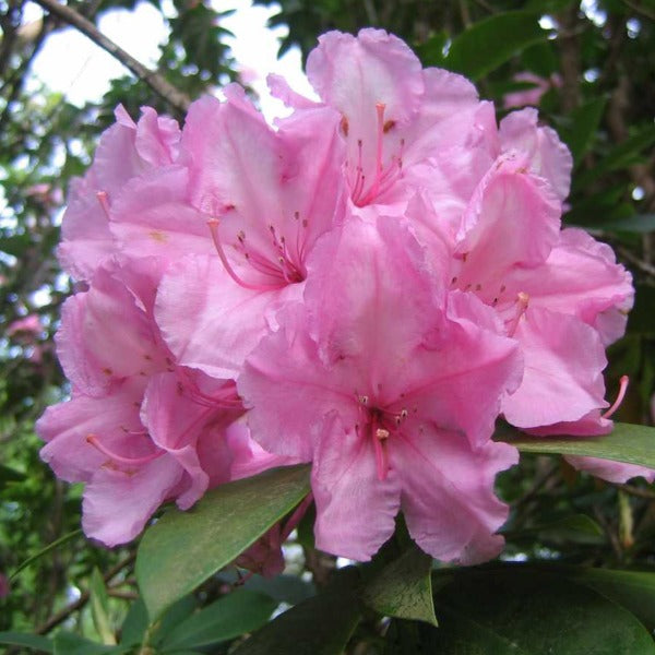 Rhododendron | Alice