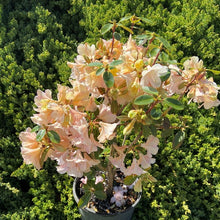 Load image into Gallery viewer, Rhododendron 'Alison Johnstone', evergreen shrub with bluish-green foliage and trusses of funnel-shaped, cream coloured flowers, blushed pink.