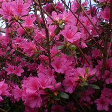Load image into Gallery viewer, Azalea | Amoenum