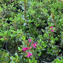 Load image into Gallery viewer, Azalea Amoenum, bright pink flowers on glossy green foliage.