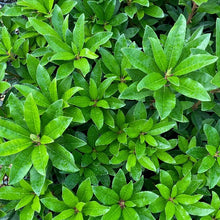 Load image into Gallery viewer, Rhododendron | Anah Kruschke