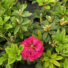 Load image into Gallery viewer, Rhododendron 'Anna Rose Whitney' trusses of deep pink flowers