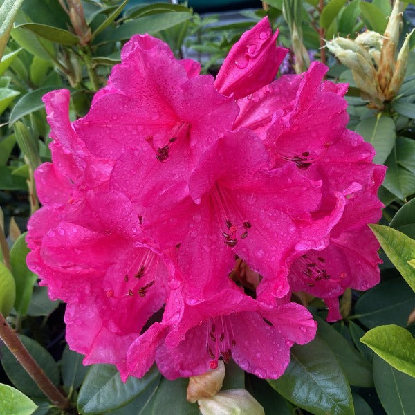 Rhododendron 'Anna Rose Whitney' trusses of deep pink flowers