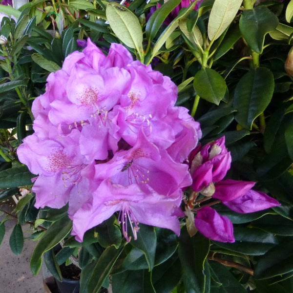 Rhododendron | Aunt Martha