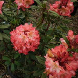 Rhododendron 'Australian Sunset' glossy deep green foliage and  funnel-shaped muted orange flowers.