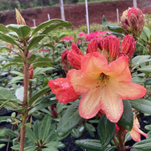Load image into Gallery viewer, Rhododendron 'Australian Sunset' glossy deep green foliage and  funnel-shaped muted orange flowers.