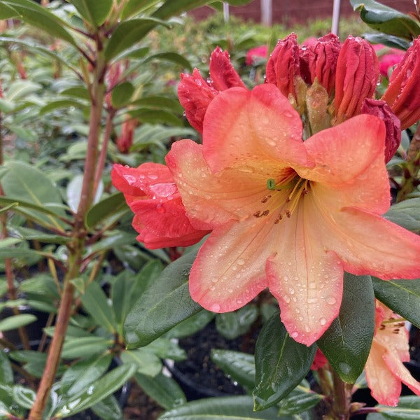 Rhododendron 'Australian Sunset' glossy deep green foliage and  funnel-shaped muted orange flowers
