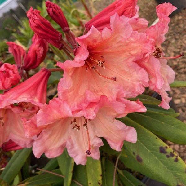 Rhododendron 'Autumn Gold', evergreen shrub with bright-green foliage and clusters of funnel-shaped, salmon-orange blooms with a deeper orange eye.