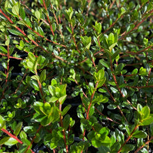 Load image into Gallery viewer, Azalea Amoenum green foliage
