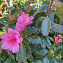 Load image into Gallery viewer, Azalea 'Kirin', evergreen shrub with dusty-pink flowers.