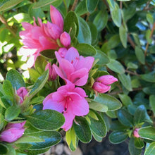 Load image into Gallery viewer, Azalea 'Kirin', evergreen shrub with dusty-pink flowers.