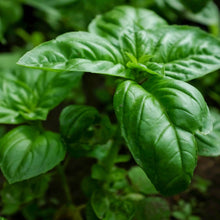 Load image into Gallery viewer, Basil 'Large Sweet Genova' | Vintage Heirloom Seeds