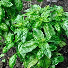 Load image into Gallery viewer, Heirloom Seed Pack | Herbs