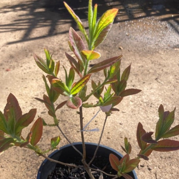 Mollis Azalea | Berryrose