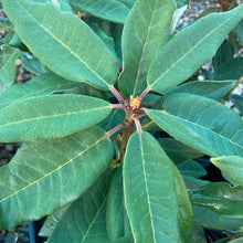 Load image into Gallery viewer, Rhododendron 'Bibiani' deep-green pointy veined foliage