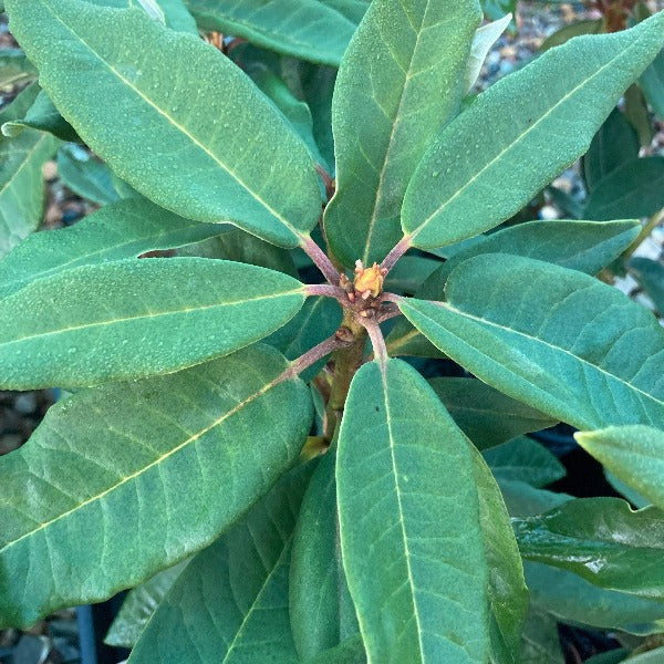 Rhododendron 'Bibiani' deep-green pointy veined foliage