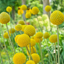 Load image into Gallery viewer, Seed Kit | Grow Your Own