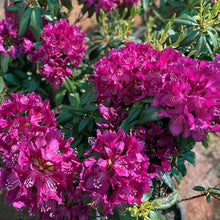 Load image into Gallery viewer, Rhododendron 'Black Prince, evergreen shrub with olive green foliage and masses of magenta-purple blooms.