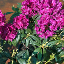Load image into Gallery viewer, Rhododendron 'Black Prince, evergreen shrub with olive green foliage and masses of magenta-purple blooms.