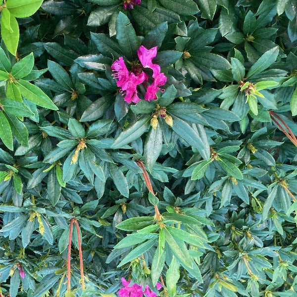 Rhododendron 'Black Prince, evergreen shrub with olive green foliage and masses of magenta-purple blooms.