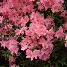 Load image into Gallery viewer, Azalea 'Blaaus's Pink', evergreen shrub with salmon-pink flowers.