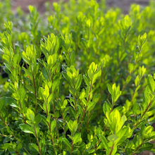 Load image into Gallery viewer, Azalea Blaauw's Pink green foliage