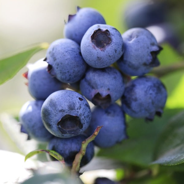 Blueberry 'Delite' Rabbiteye 